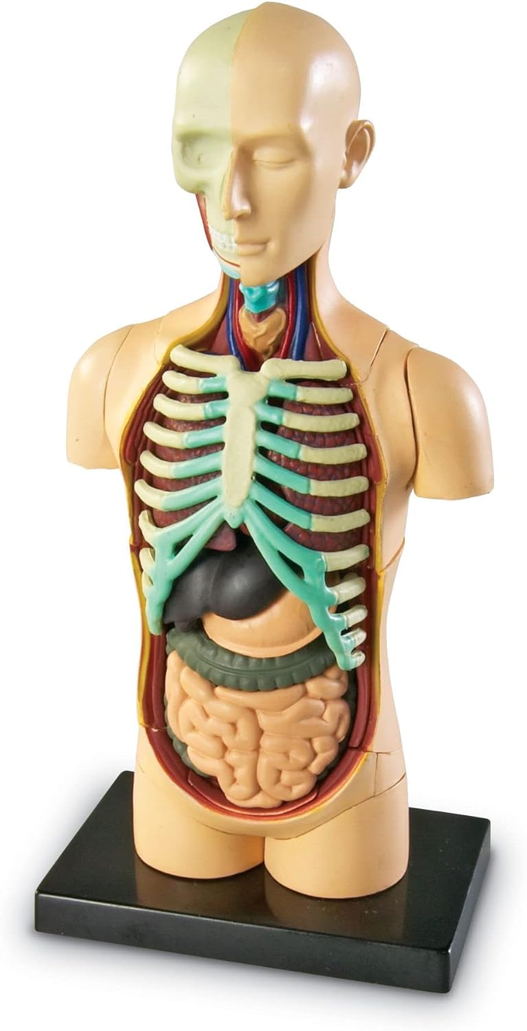 אנטומיה של הגוף